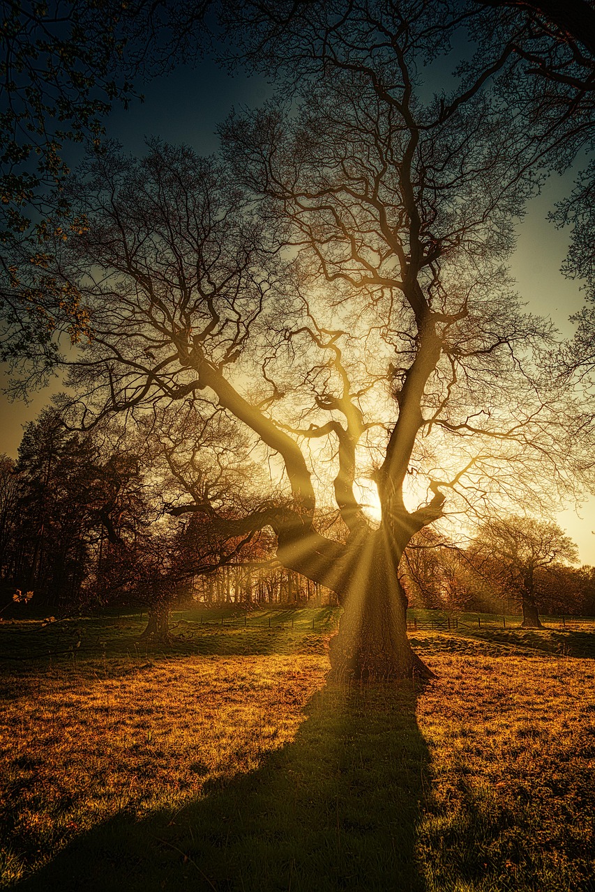 tree, nature, forest, sunbeam